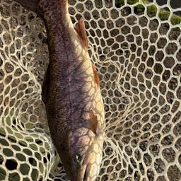 ロックトラウト