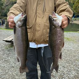 ロックトラウト