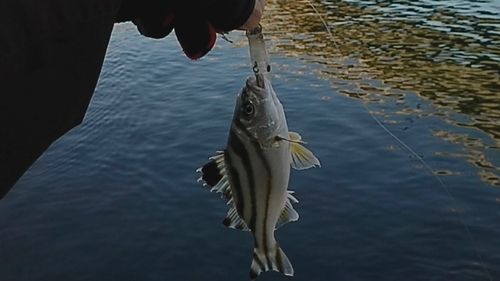 コトヒキの釣果