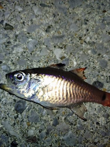 ネンブツダイの釣果
