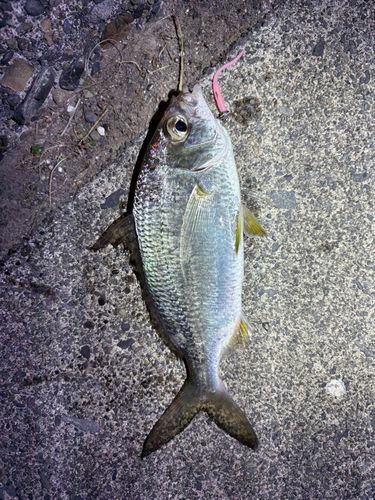 クロサギの釣果