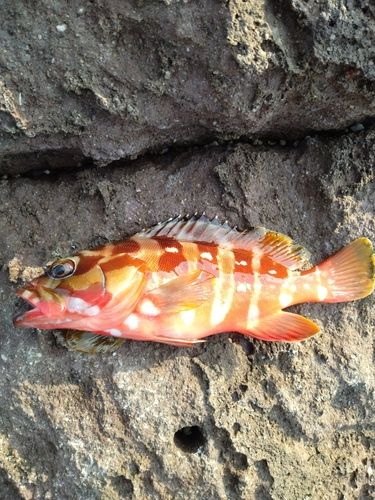 三ツ石（真鶴）