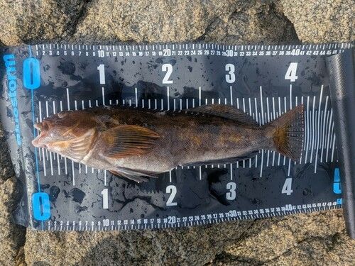 アイナメの釣果