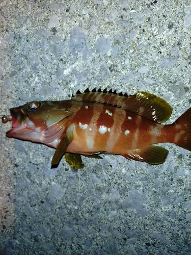 アカハタの釣果