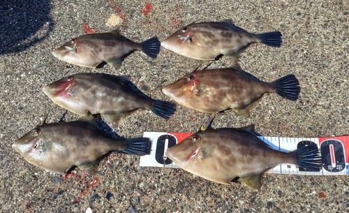 ウマヅラハギの釣果