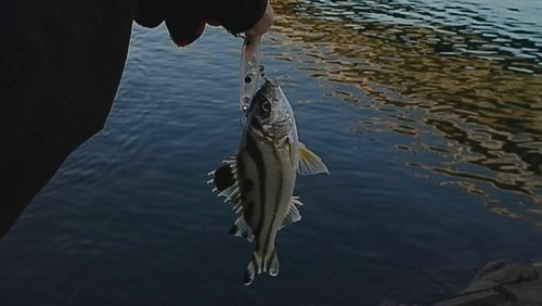 コトヒキの釣果
