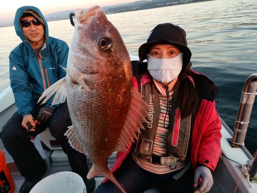 マダイの釣果
