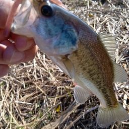 ラージマウスバス