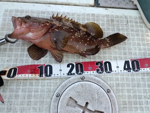 キジハタの釣果