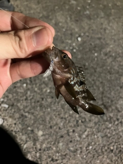 キジハタの釣果