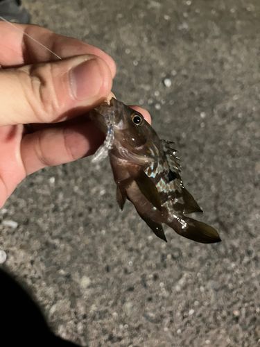 キジハタの釣果