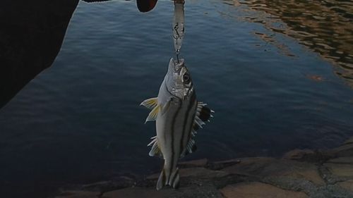 コトヒキの釣果