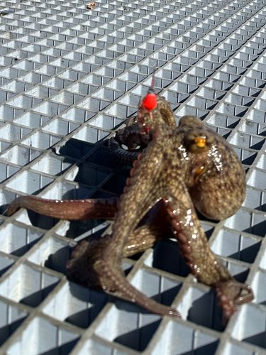 タコの釣果