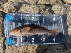 アイナメの釣果