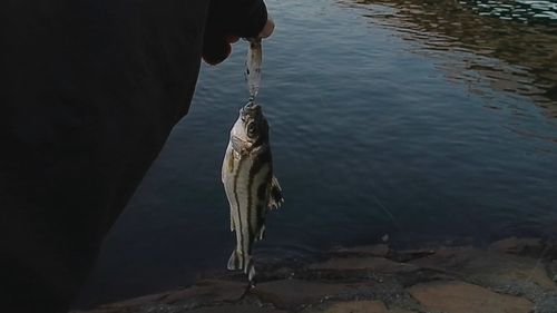 コトヒキの釣果