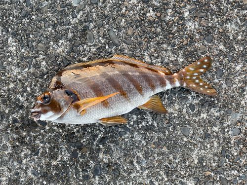 タカノハダイの釣果