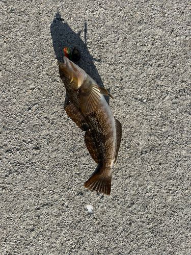 アイナメの釣果