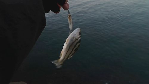 コトヒキの釣果