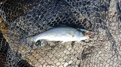 セイゴ（マルスズキ）の釣果