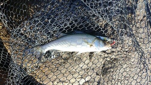セイゴ（マルスズキ）の釣果