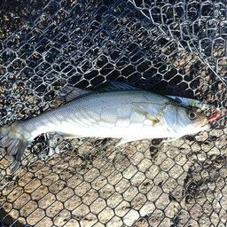 セイゴ（マルスズキ）