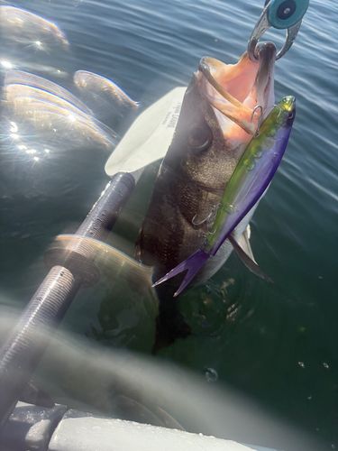 シーバスの釣果