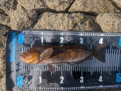 アイナメの釣果