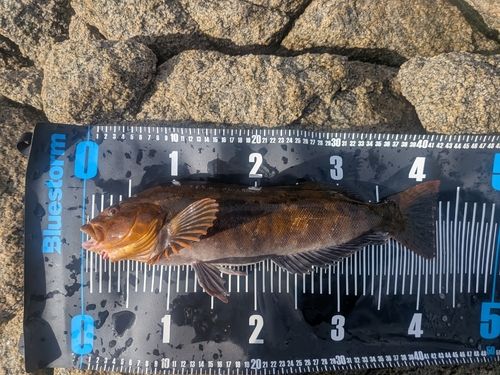 アイナメの釣果