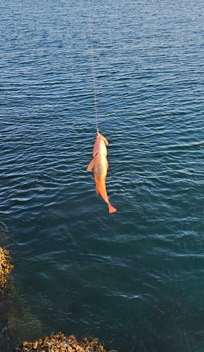 ホシササノハベラの釣果