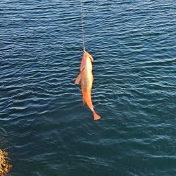 ホシササノハベラ