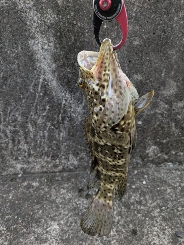 チャイロマルハタの釣果