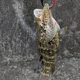 チャイロマルハタ