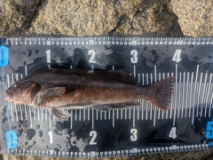 アイナメの釣果