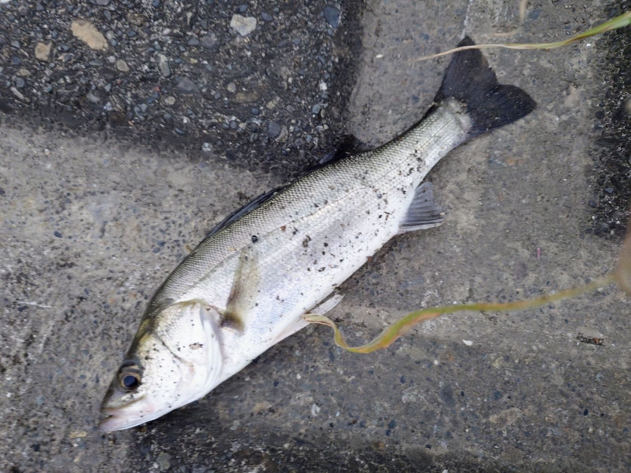 AbuGarcia エラディケーターリアルフィネスプロトタイプ51 アブガルシア(Abu Garcia) エラディケーター リアルフィネス