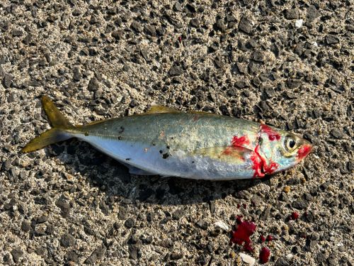 マルアジの釣果