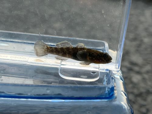 ヌマチチブの釣果