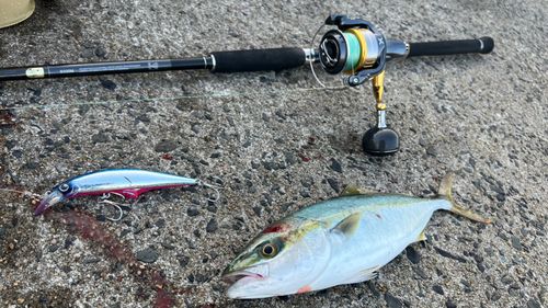 ヤズの釣果