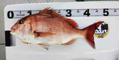 マダイの釣果