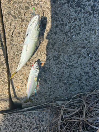 マルアジの釣果