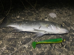 セイゴ（ヒラスズキ）の釣果