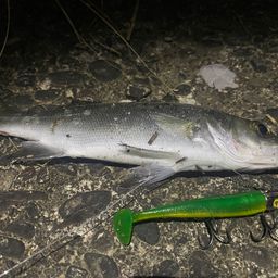 セイゴ（ヒラスズキ）