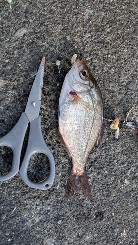 ウミタナゴの釣果