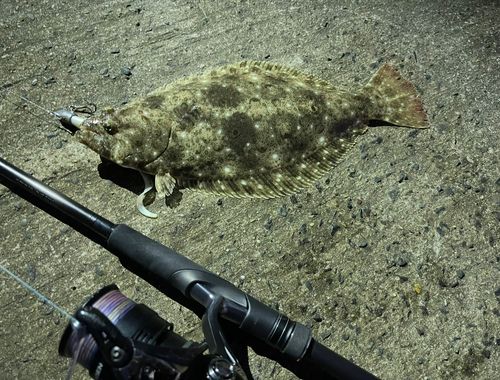 ヒラメの釣果