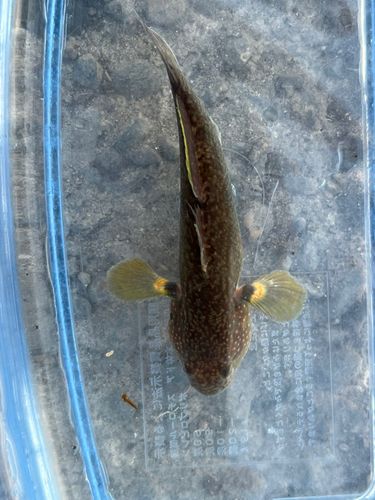 ヌマチチブの釣果