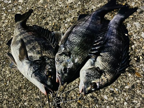 チヌの釣果