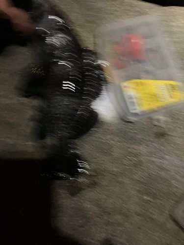 クロソイの釣果