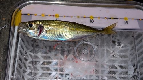 アオアジの釣果