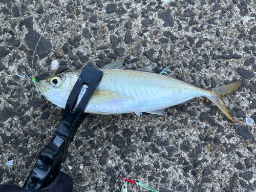 マルアジの釣果