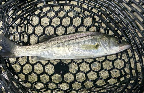 セイゴ（マルスズキ）の釣果