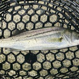 セイゴ（マルスズキ）